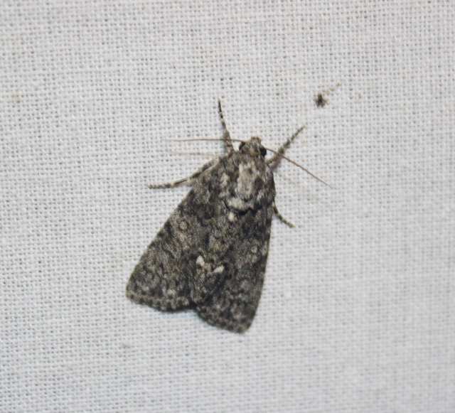Acronicta rumicis - sóska-szigonyosbagoly