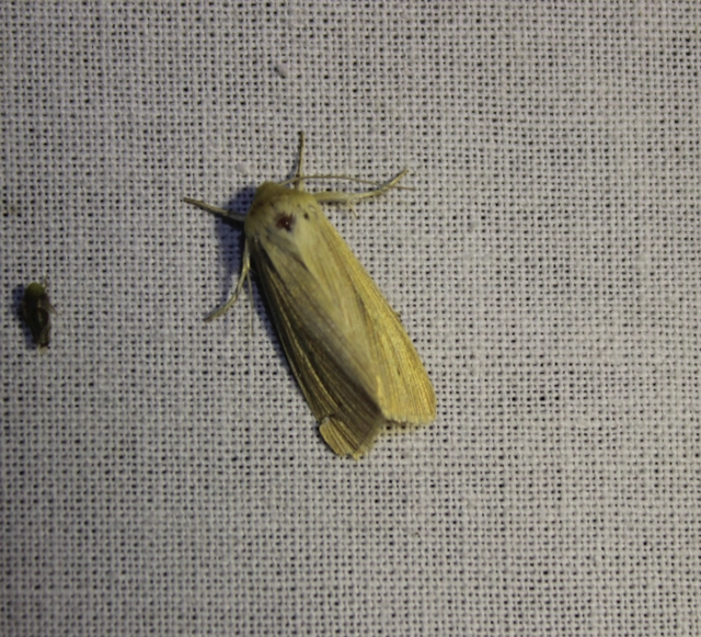 Mythimna pallens - sápadt rétibagoly