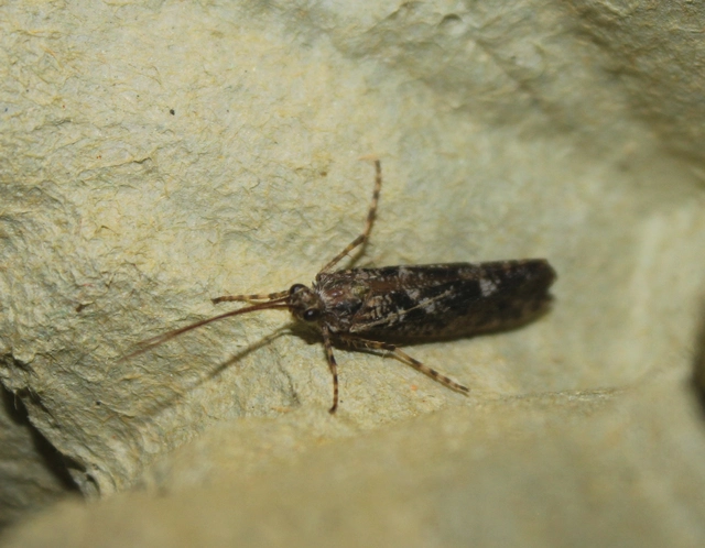 Trichoptera - Tegzesek