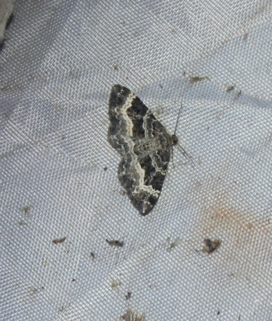 Epirrhoe alternata - galaj-tarkaaraszoló