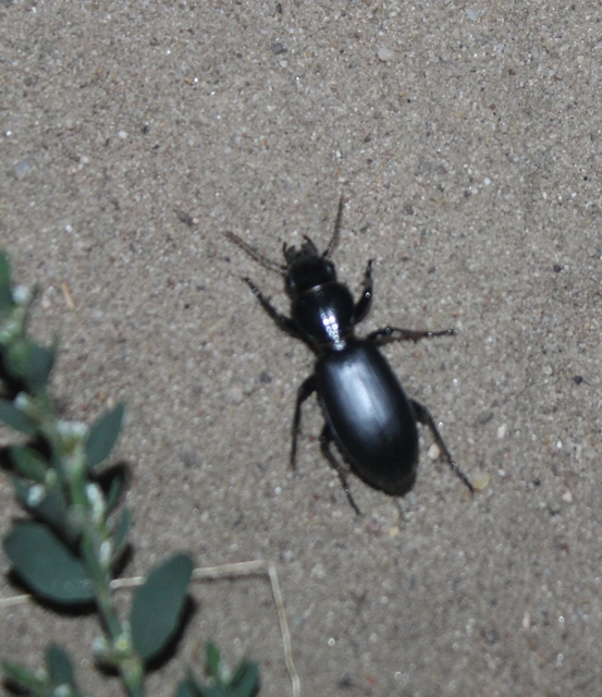 Broscus cephalotes - busafutó