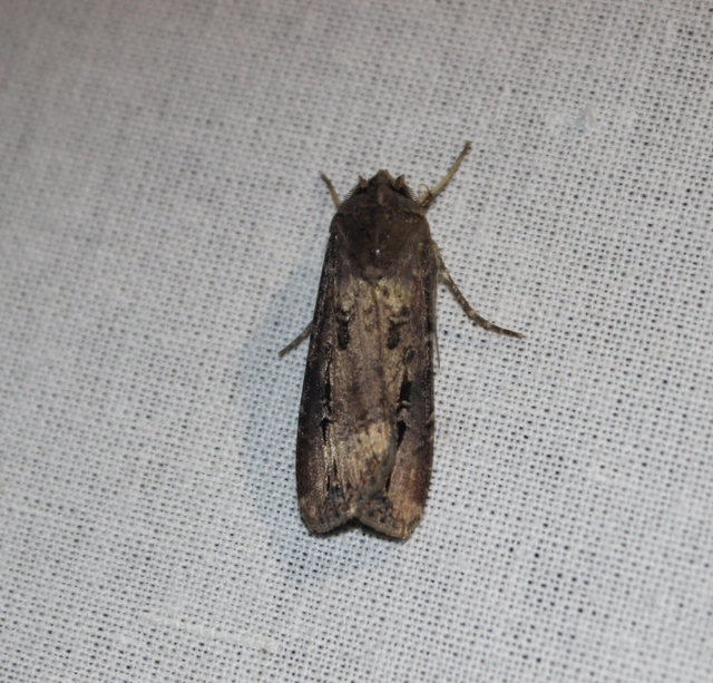 Agrotis ipsilon - nagy földibagoly