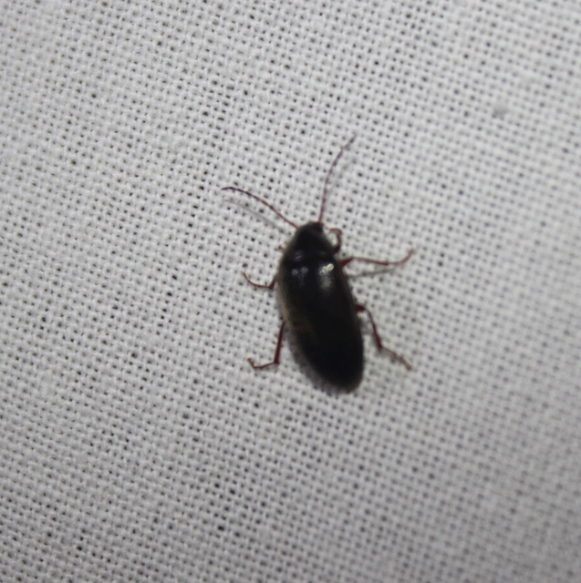 Hymenalia rufipes - rőtlábú alkonybogár