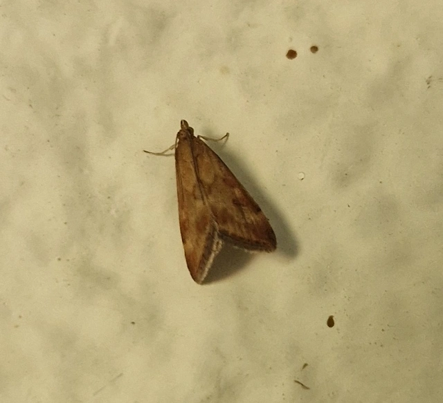 Pyrausta despicata - réti bíbormoly