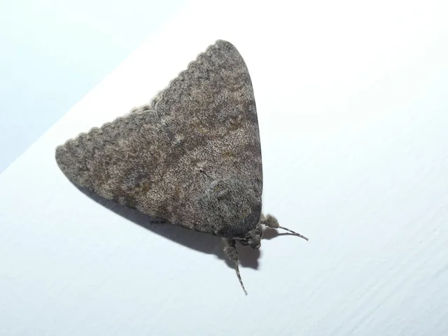 Catocala elocata - közönséges övesbagoly