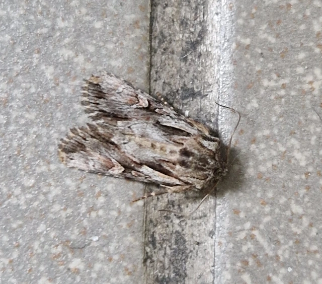 Chloantha hyperici - orbáncfű-sugarasbagoly
