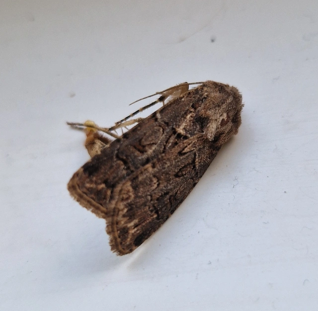 Agrotis bigramma - kétjegyű földibagoly