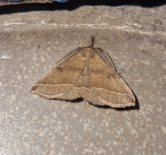 Pechipogo plumigeralis - tollascsápú karcsúbagoly