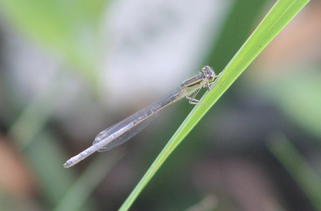 Ischnura elegans pontica - kéköves légivadász