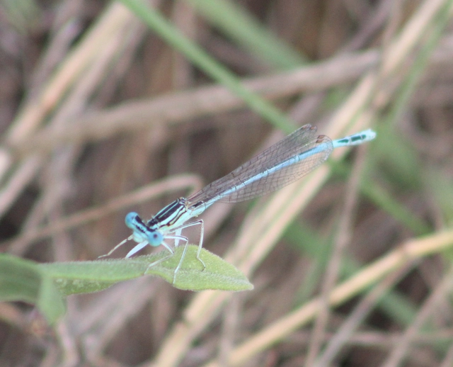 Platycnemis pennipes - széleslábú szitakötő
