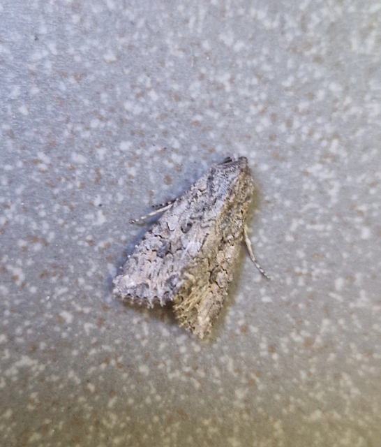 Hadula trifolii - lóherebagoly