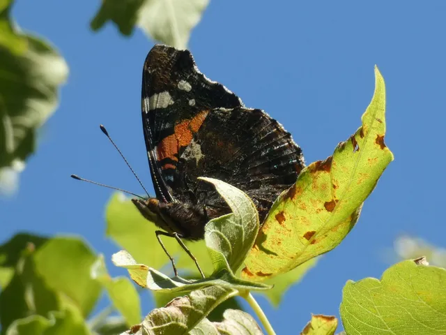 Vanessa atalanta - atalantalepke