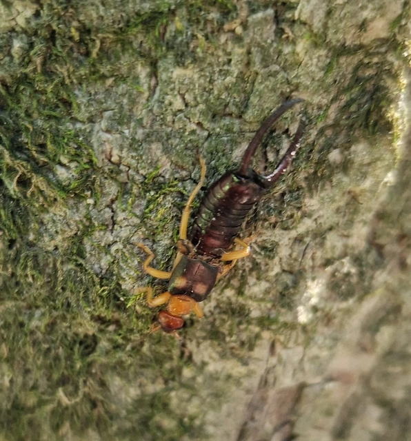 Forficula auricularia - közönséges fülbemászó