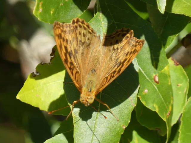 Argynnis pandora - zöldes gyöngyházlepke