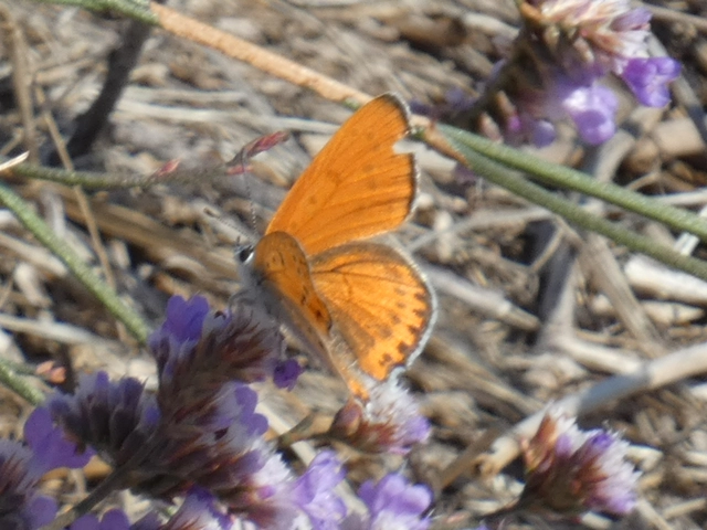 Lycaena thersamon - kis tűzlepke