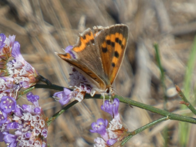 Lycaena phlaeas - közönséges tűzlepke