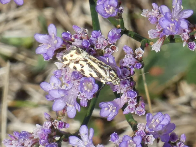 Emmelia trabealis - zebrabagoly