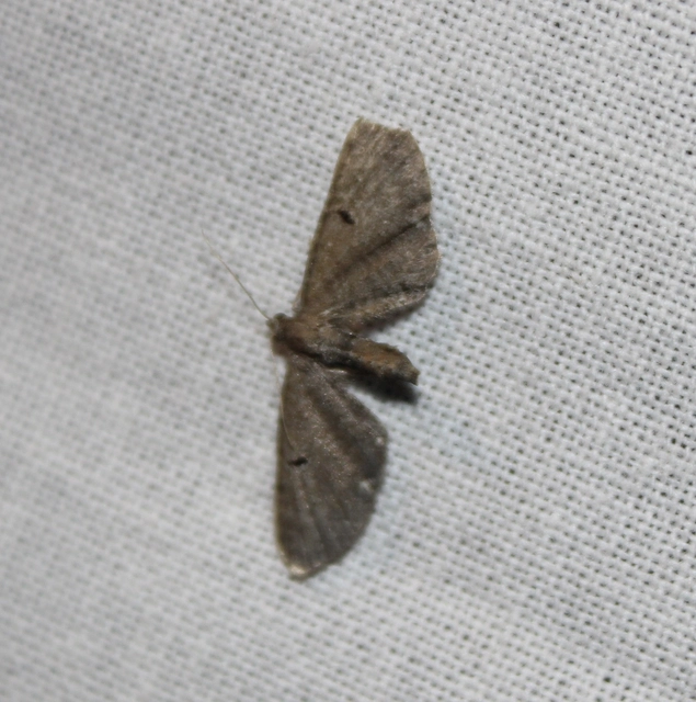 Eupithecia absinthiata - üröm-törpearaszoló