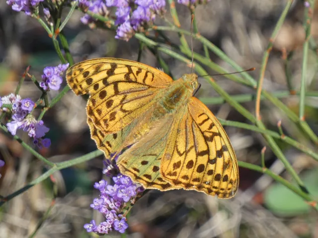 Argynnis pandora - zöldes gyöngyházlepke