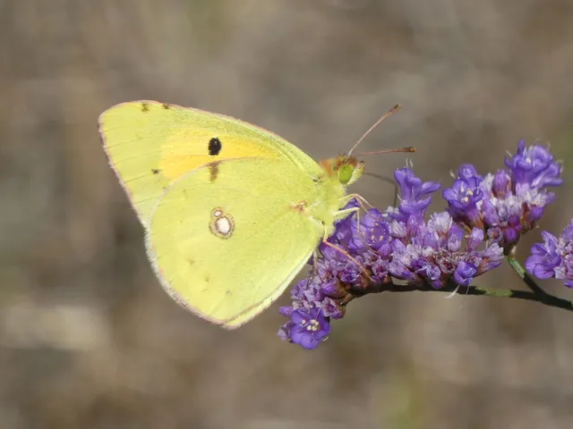 Colias croceus - sáfránylepke