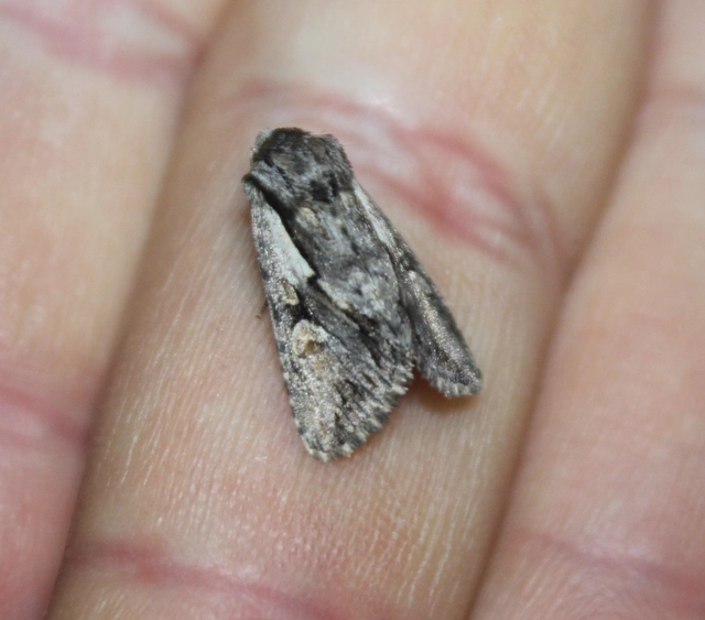Chloantha hyperici - orbáncfű-sugarasbagoly
