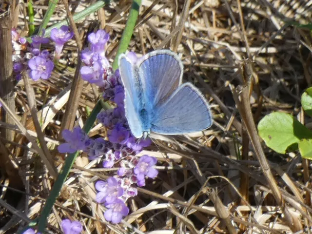 Polyommatus icarus - közönséges boglárka