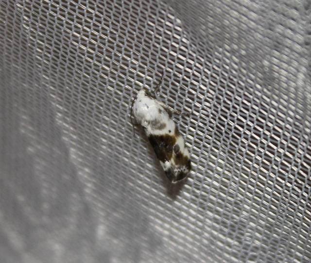 Ponometia candefacta - parlagfűbagoly