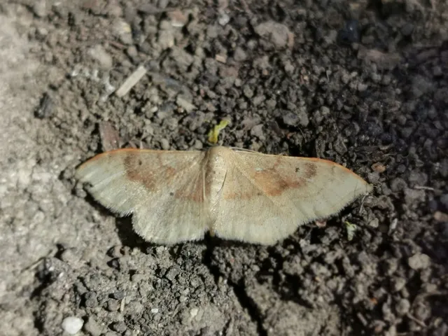 Idaea degeneraria - barnasávos araszoló