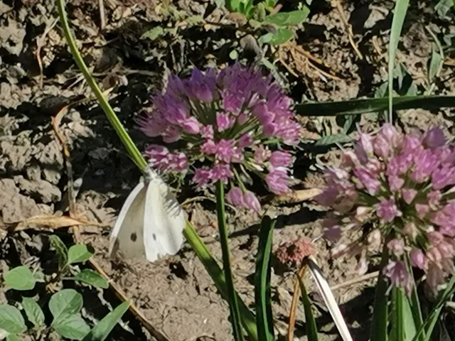 Pieris rapae - répalepke
