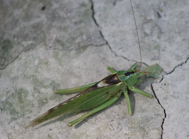 Tettigonia viridissima - zöld lombszöcske