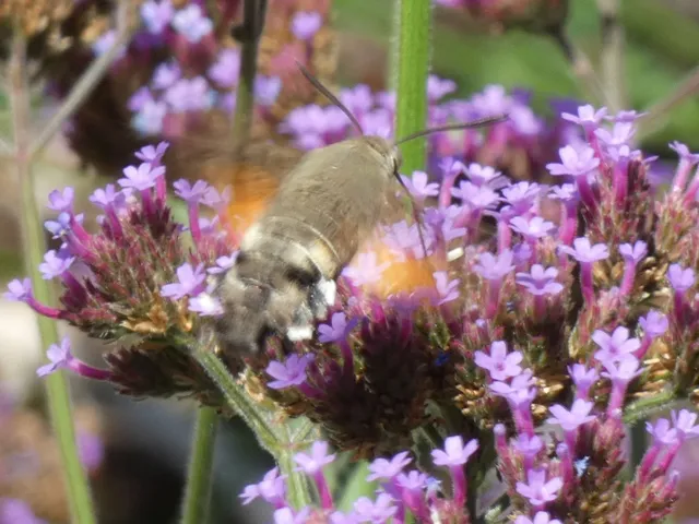 Macroglossum stellatarum - kacsafarkú szender