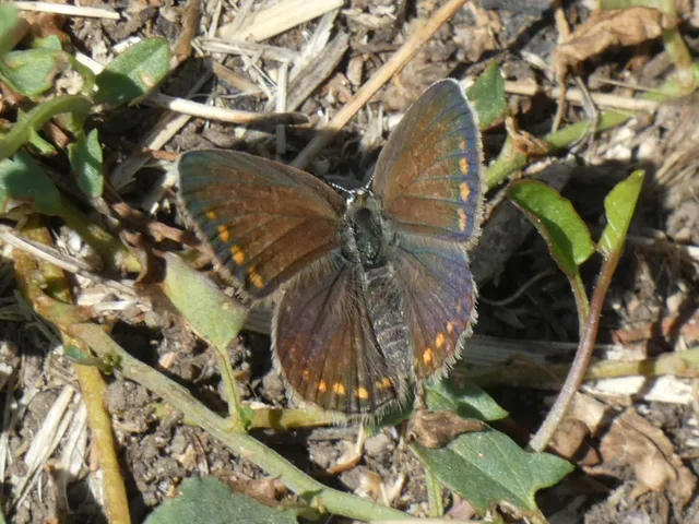 Polyommatus icarus - közönséges boglárka
