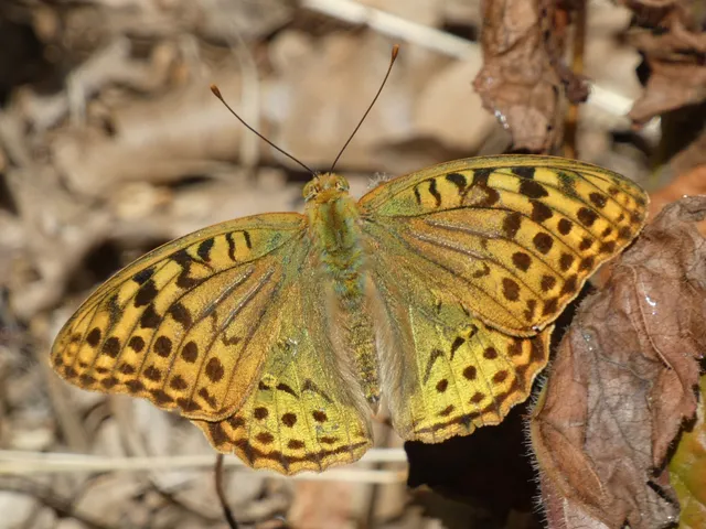 Argynnis pandora - zöldes gyöngyházlepke