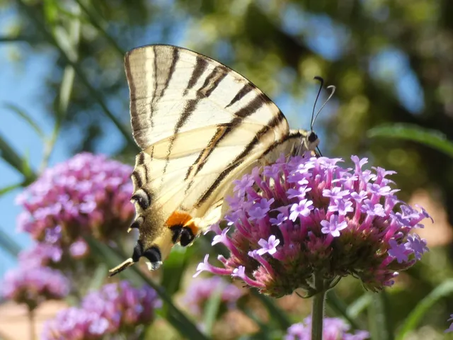 Iphiclides podalirius - kardoslepke