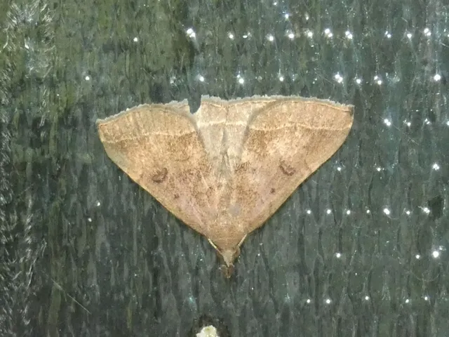 Pechipogo plumigeralis - tollascsápú karcsúbagoly