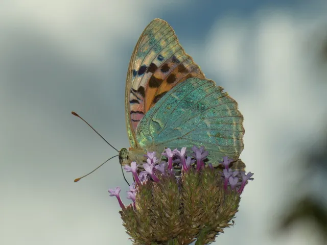Argynnis pandora - zöldes gyöngyházlepke