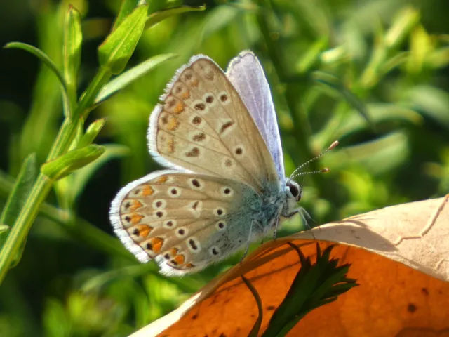 Polyommatus icarus - közönséges boglárka