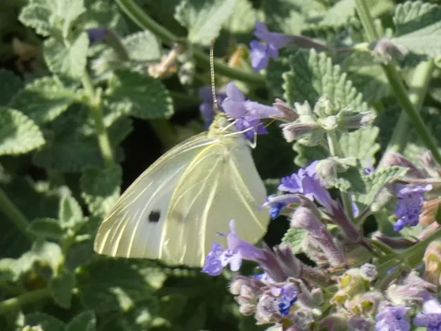 Pieris rapae - répalepke