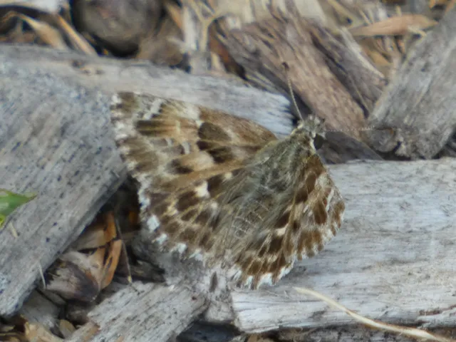 Carcharodus alceae - mályva-busalepke