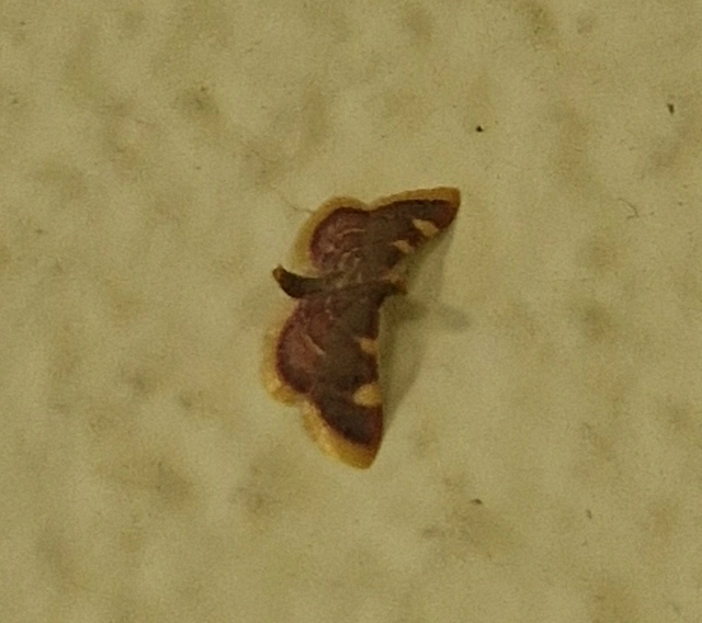 Hypsopygia costalis - szénailonca