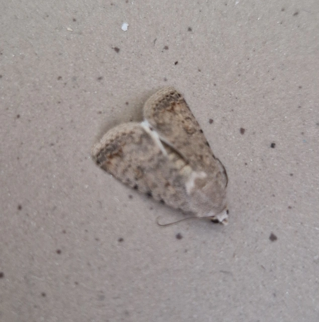 Paradrina clavipalpis - közönséges selymesbagoly