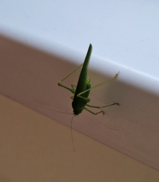 Phaneroptera