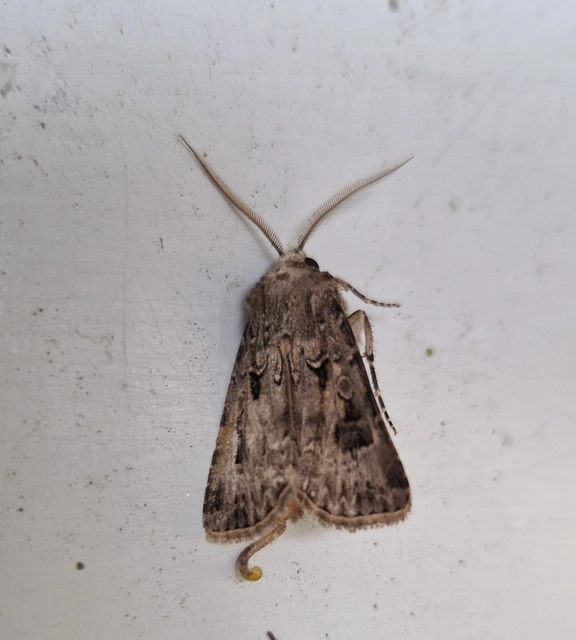 Agrotis bigramma - kétjegyű földibagoly
