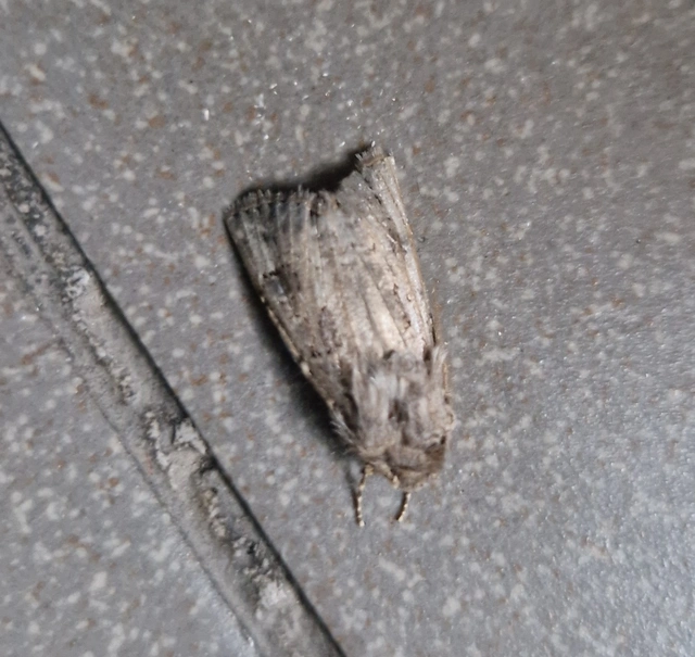 Agrotis bigramma - kétjegyű földibagoly