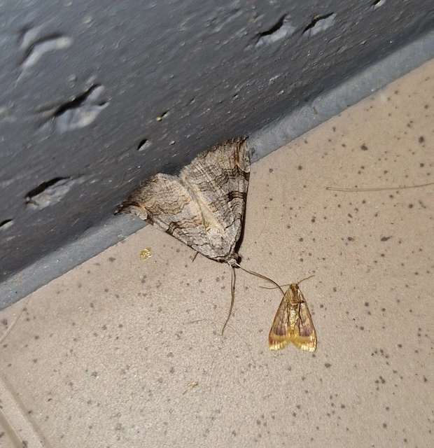 Aplocera efformata/plagiata