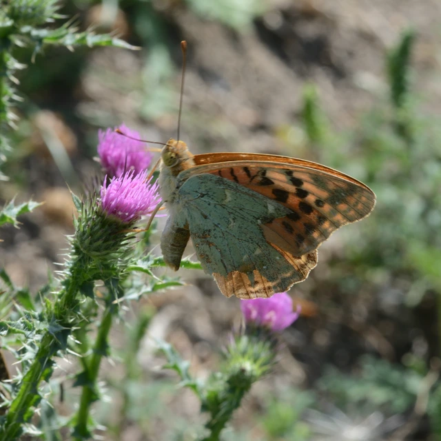Argynnis pandora - zöldes gyöngyházlepke