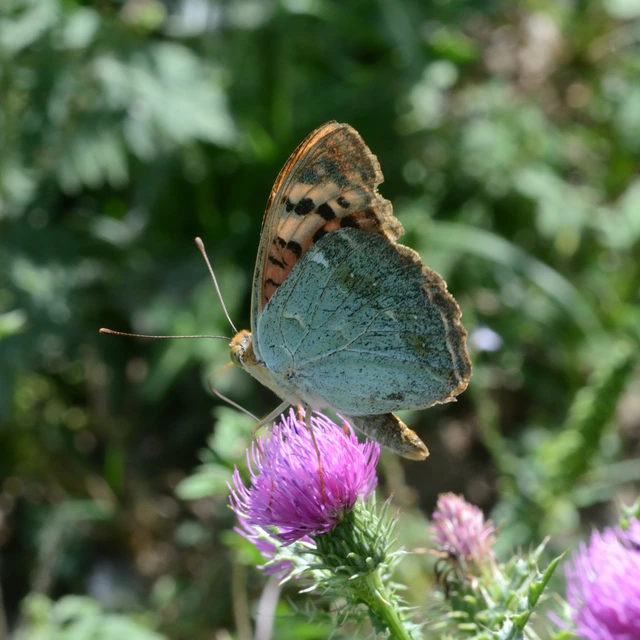 Argynnis pandora - zöldes gyöngyházlepke