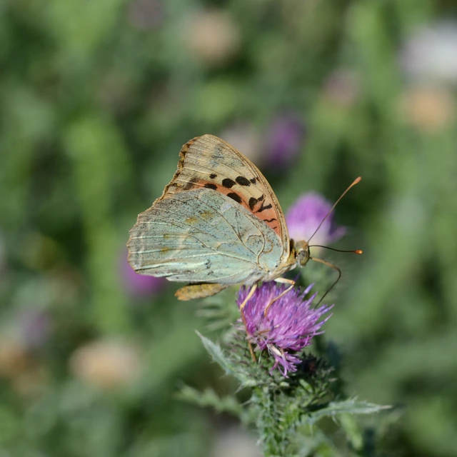 Argynnis pandora - zöldes gyöngyházlepke