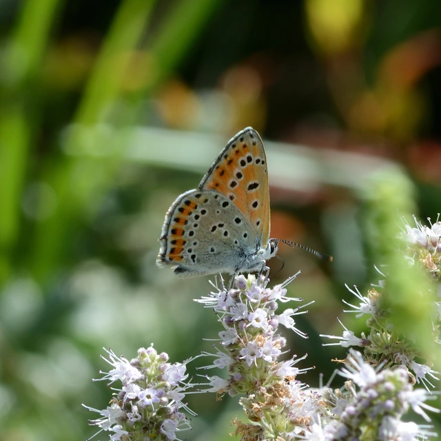 Lycaena thersamon - kis tűzlepke