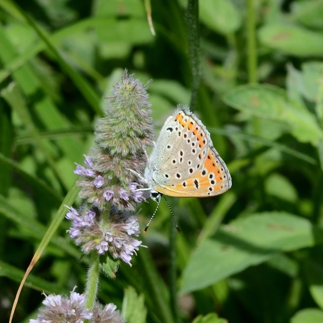 Lycaena thersamon - kis tűzlepke